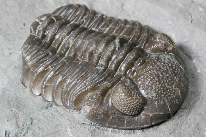 Long Eldredgeops Trilobite - Paulding, Ohio #85555